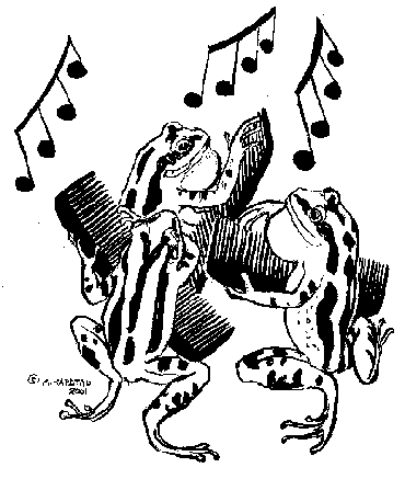 [Boreal Rachet Frogs, Pseudacris triseriata, playing the combs]