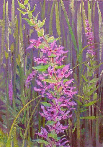 [Lythrum salicaria]