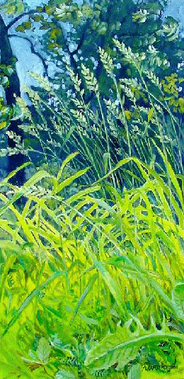 [Calamagrostis canadensis]