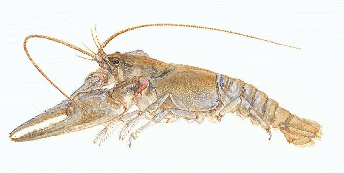 [Cambarus robustus]