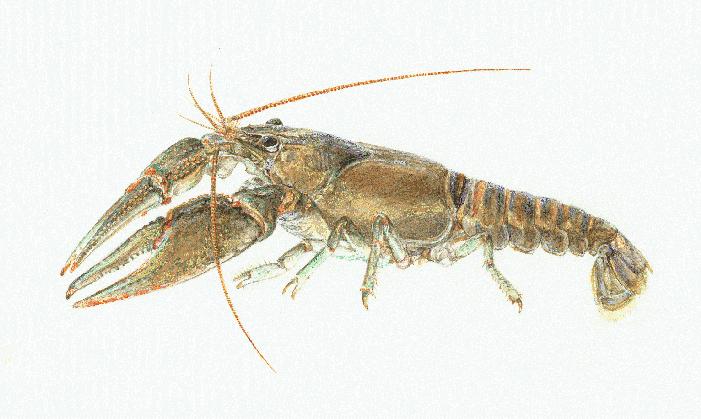 [Orconectes obscurus]