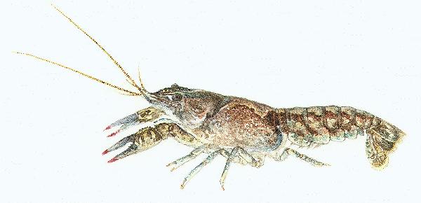 [Orconectes immunis]