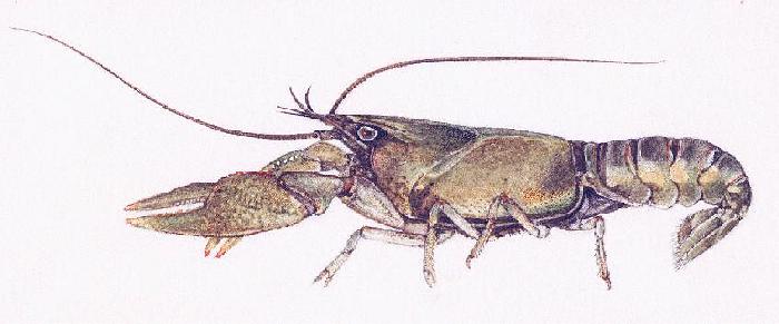 [Orconectes propinquus]