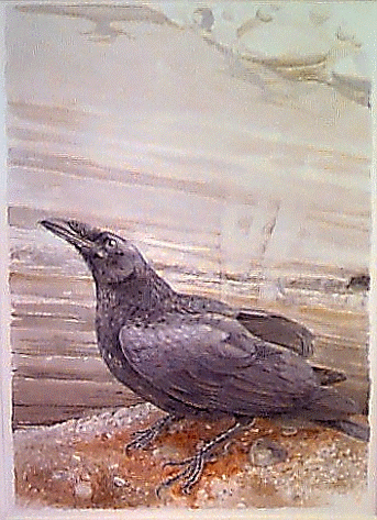 [Young Raven, Vancouver Island]