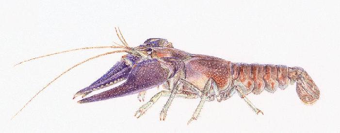 [Orconectes rusticus]