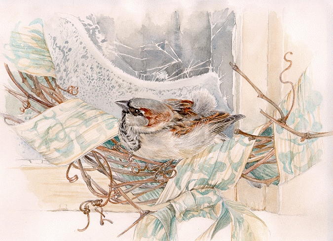 [House Sparrow, winter refuge]