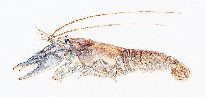 [Orconectes virilis, light individual]