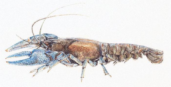 [Orconectes virilis, dark individual]